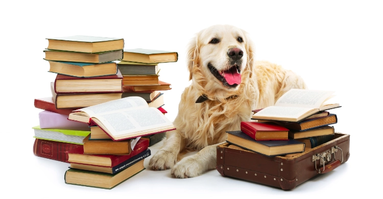 Chris May Dog Training - Golden Retriever reading pile of books.